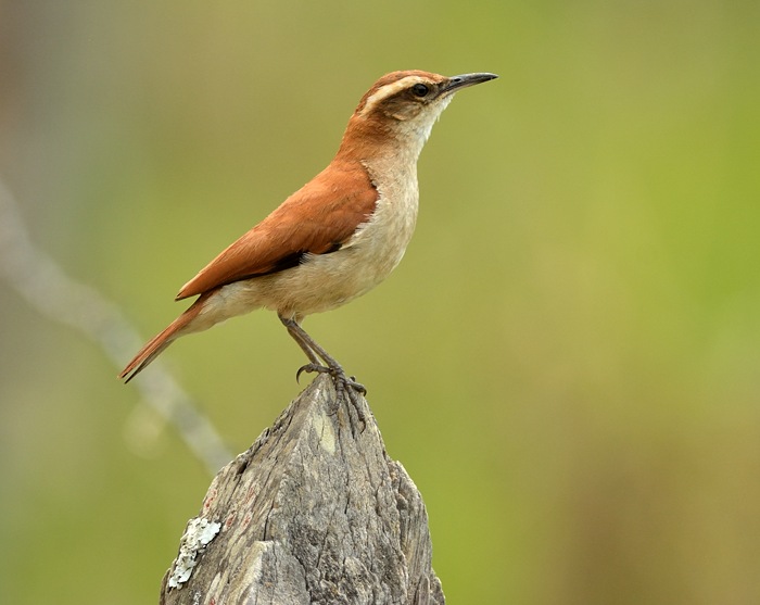 Witbandovenvogel